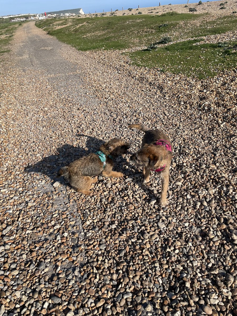 SkipperTheBear's tweet image. We went to #Tidemills this evening. We ran along the beach, we had a sausage each, we sniffed the sea and had a wrestle! #Pawfect