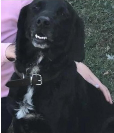 MILLER #SpanielHour

Male #Spaniel Cross Black and White Microchipped

#Missing 01 Nov 2022 #Somerleyton #Suffolk NR32
Sighted in #Haddiscoe (near the village hall) 6th of November 2022

doglost.co.uk/dog-blog.php?d…