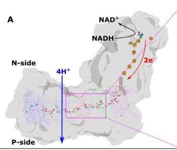 vivekvivsharma's tweet photo. Check our new article in @ChemicalScience 

Horizontal proton transfer across the antiporter-like subunits in mitochondrial respiratory complex I

Multiscale simulation work by Oleksii Zdorevskyi, @Amina93364815 and @JonathanLasham 

https://t.co/bxSM5APc1O https://t.co/HOLKy1WbEH