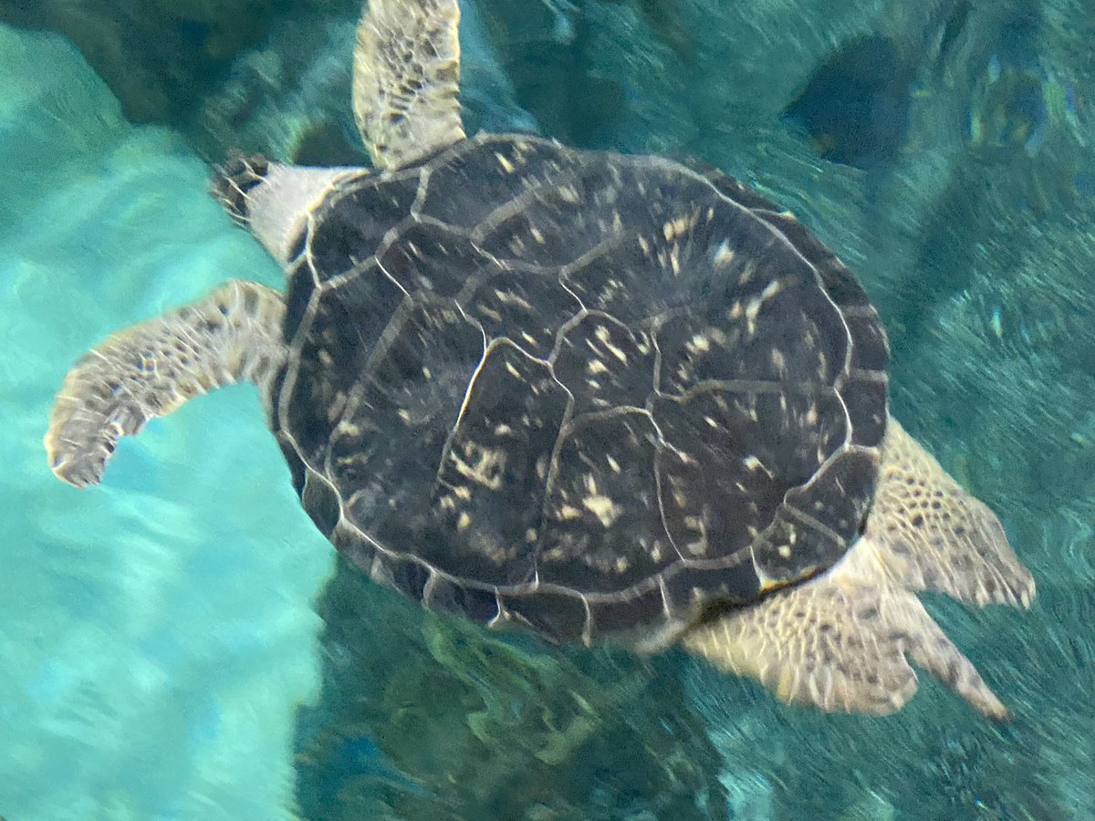 We had a great day at Ripley’s Aquarium. Thank you our parent volunteers for helping out today.  We discovered lots of beautiful sea creatures.  <a href="/HOFAM_DPCDSB/">Holy Family DPCDSB</a> <a href="/Hofamkinder103/">Hofamkinder</a>