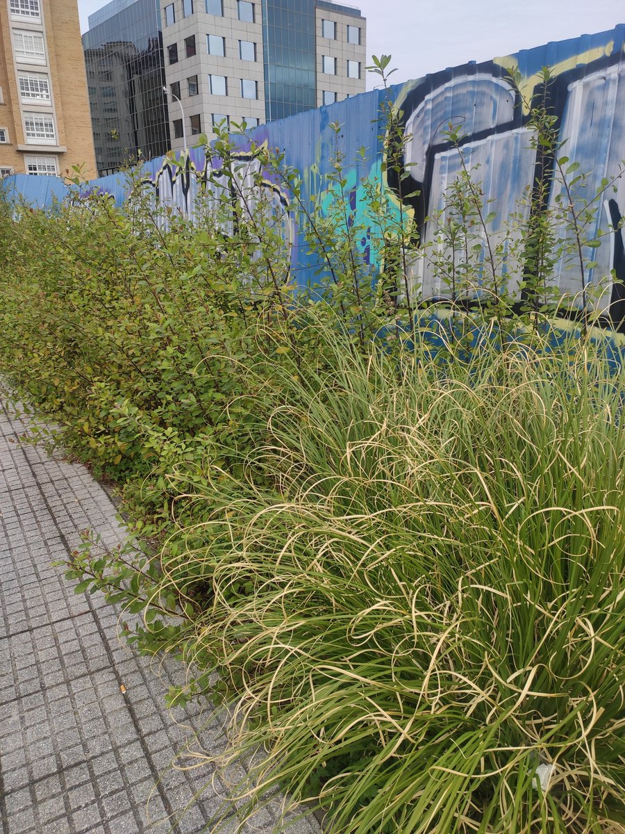 Ceni_lu's tweet image. Nos quejaremos de verde en #someso, por favoreeee