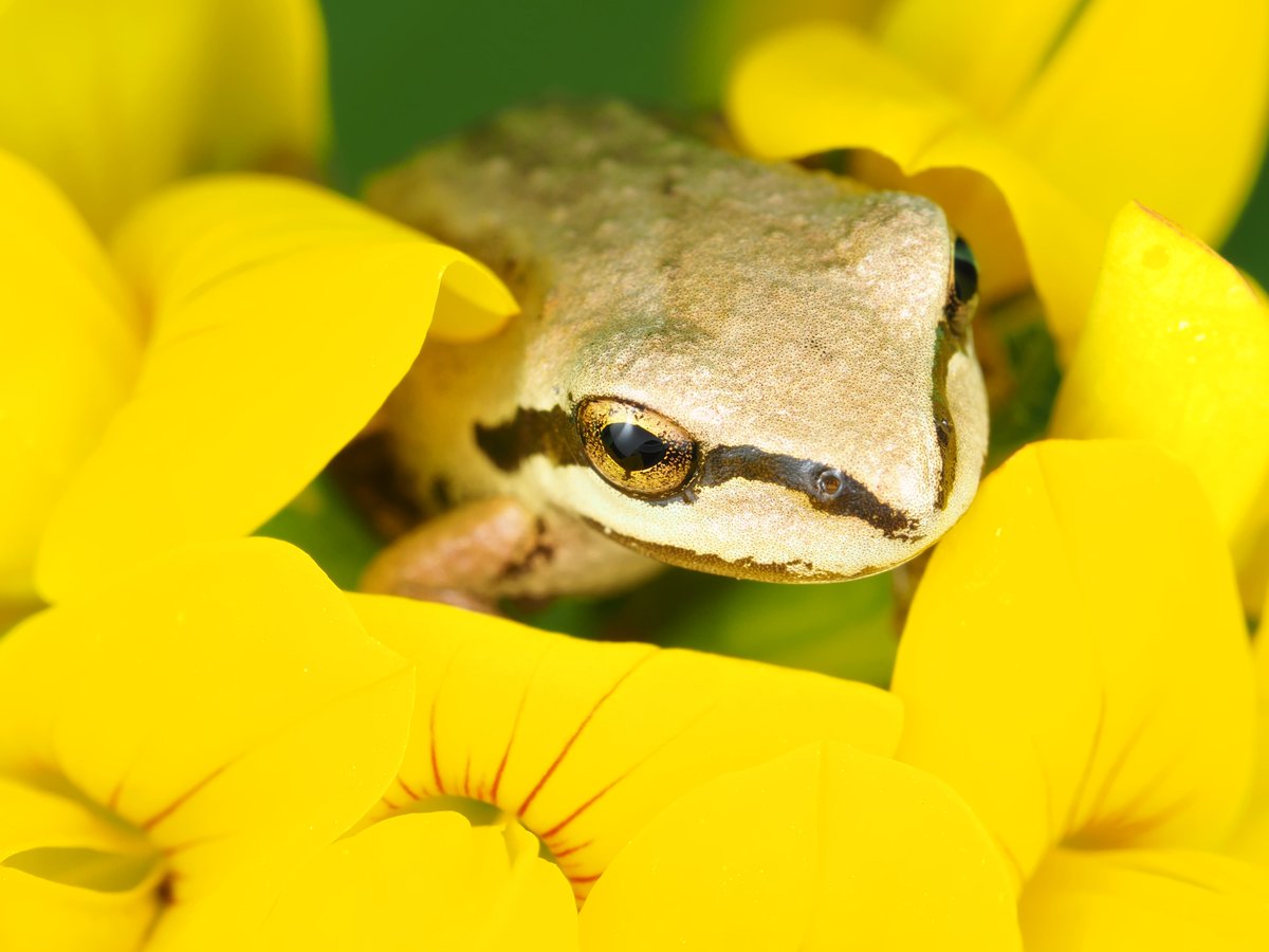 USFWS's tweet photo. Please share this frog bouquet with everyone you know. https://t.co/BBq94hWidf