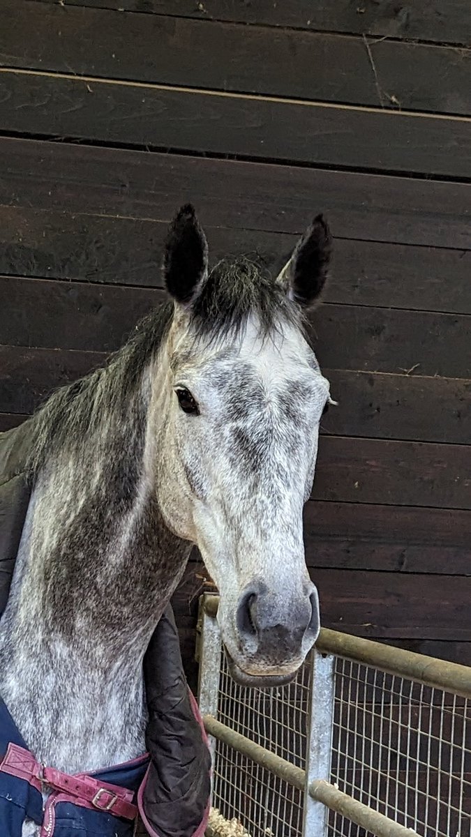 JessWestwood's tweet image. Chuffed to have my two girls now in foal. September Morning in foal to @newsellspark Nathaniel &amp;amp; Mayberry in foal to @NatStudStallion Stradivarius! #Stradivarius #Nathaniel #FutureStars