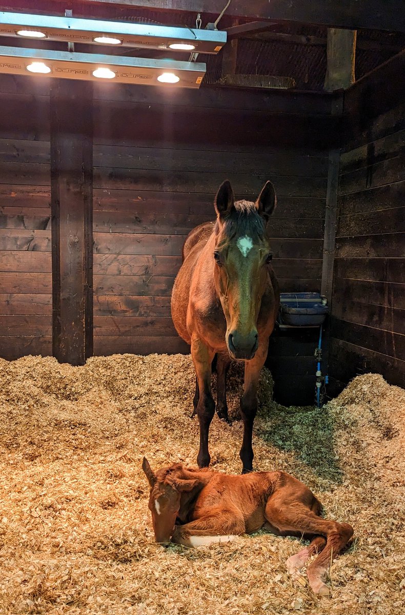 JessWestwood's tweet image. Chuffed to have my two girls now in foal. September Morning in foal to @newsellspark Nathaniel &amp;amp; Mayberry in foal to @NatStudStallion Stradivarius! #Stradivarius #Nathaniel #FutureStars