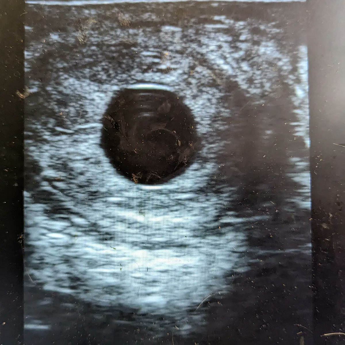 JessWestwood's tweet image. Chuffed to have my two girls now in foal. September Morning in foal to @newsellspark Nathaniel &amp;amp; Mayberry in foal to @NatStudStallion Stradivarius! #Stradivarius #Nathaniel #FutureStars