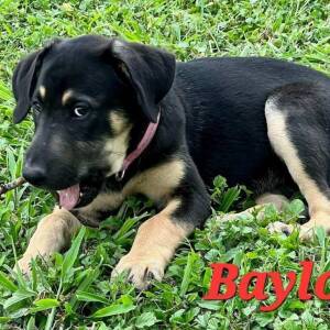 PetCuriousPets's tweet photo. https://t.co/YhXEZvEtdm

#DogsForAdoption #AnimalsForAdoption #RescueAnimals #ShelterAnimals #PetCurious #ClearTheShelters #RescueDogs https://t.co/4gerIzTeui