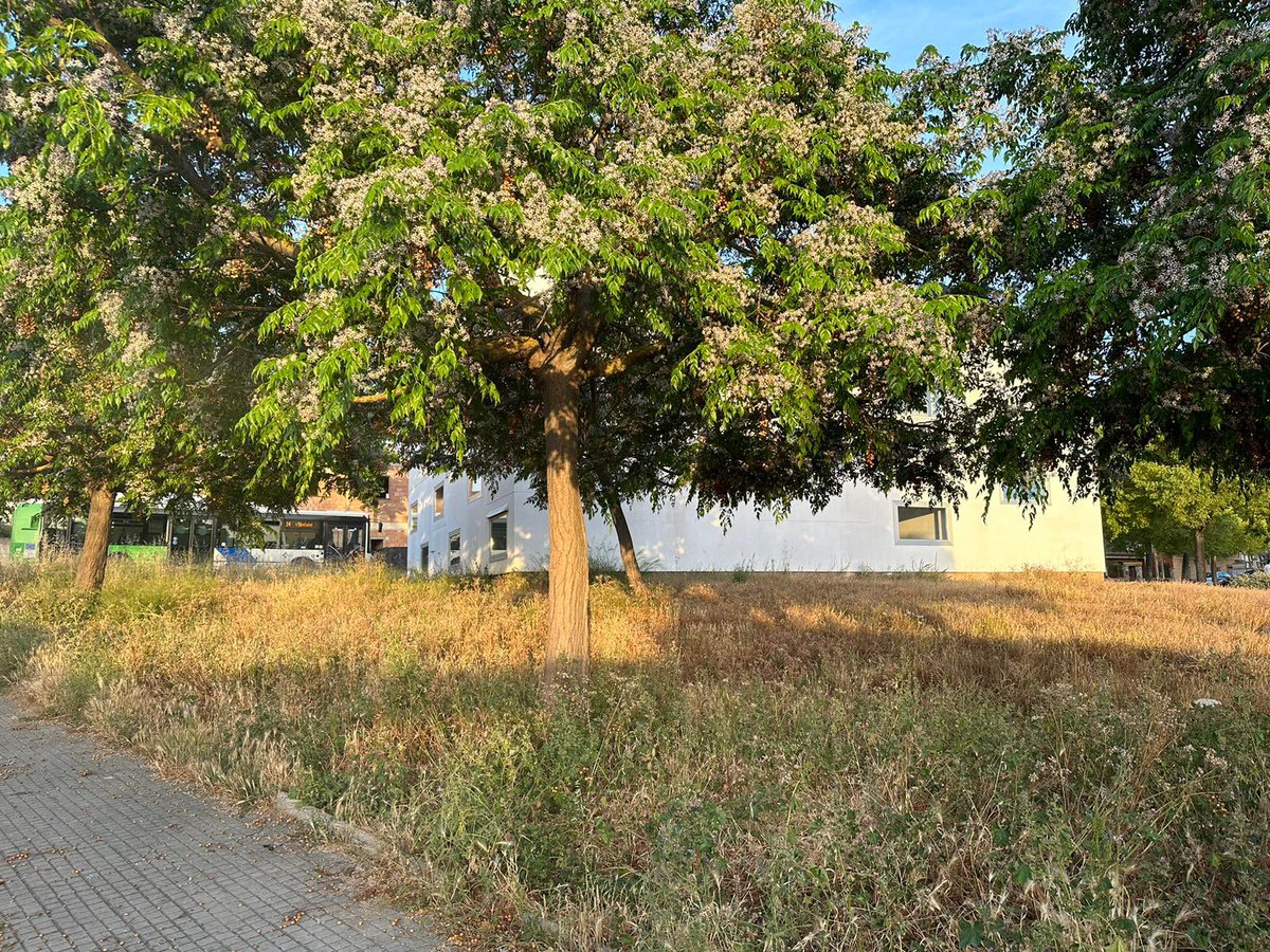 Frank_arakawa's tweet photo. Buenas tardes @ajuntpalma  @EMAYA_Palma @hila que tenemos que hacer los vecinos de S’Hostalot (“”””PALMA””””) para que alguien pase a ordenar un poco la selva? Si preferís pongo que es el Borne, así seguro que no me ignoráis😁🙏🏻
Gracias! https://t.co/ftuokSTIrE