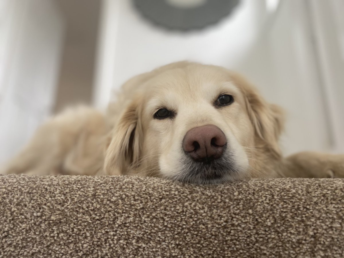 NickTaylorLLB's tweet photo. One of the many rewards of adopting a rescue is coming home to this . Please consider a rescue dog or cat if you are considering a family pet #AdoptDontShop #RescueDogs #alldogsmatter https://t.co/H3f1bsqvr8