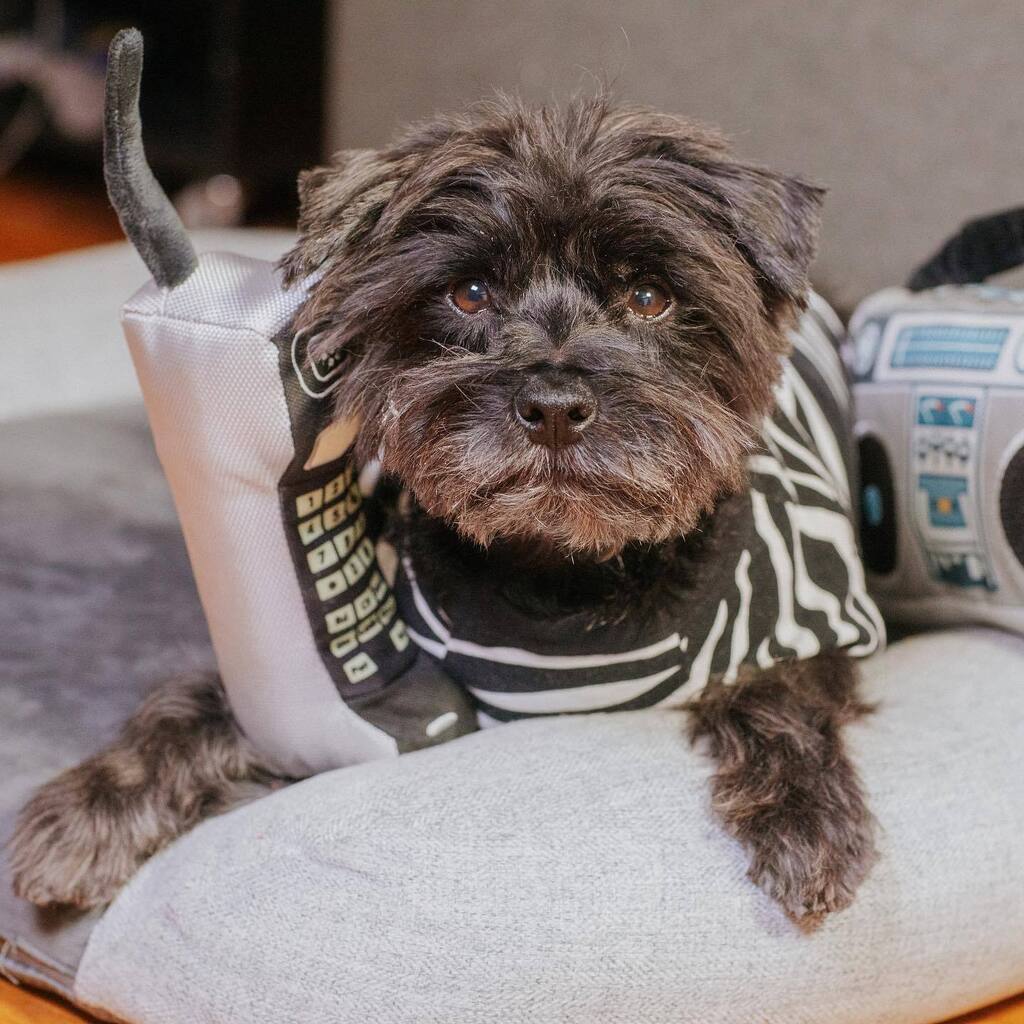 baconthedoggers's tweet photo. Excuse me, can’t you see I’m on a call
-
📞 : @petplaysf BACON for 15% off!
-
#dogsofinstagram #dogsoftoronto #schnauzer #dogtoys #petsloveplay #dogsofcanada #dogswithstuffedanimals #dogswithattitude #minischnauzer https://t.co/2cCay7yaAt https://t.co/n5gZ9pGI5u