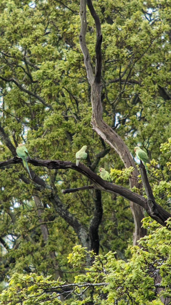 DPDNature's tweet photo. Quick trip up to Coombe Abbey CP after work to try and find the Cattle Egrets but no luck.
I did find at least 6 (possibly 8) Ring-necked Parakeets nearby. Along  with the Brandon birds, possible evidence that they're branching out from Coventry into Warwickshire? https://t.co/VRnNLhoGeT