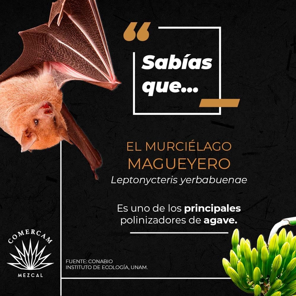 COMERCAM_AC's tweet photo. ¿𝐒𝐚𝐛í𝐚𝐬 𝐪𝐮𝐞... El Murciélago magueyero es uno de los principales polinizadores del agave, ayudando a la conservación de las especies. #DenominacionDeOrigenMezcal #SigamosCreciendoJuntos #NuestroMezcal #SabíasQue #Mezcal #Oaxaca #Murciélago #BatFriendly #Polinizadores https://t.co/4keXWA04Pa