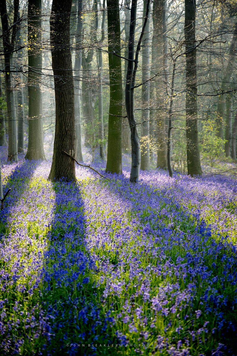 Oh dear,....it's another #bluebell image, but how can you resist getting the camera out, a #Nikon Z7ii in this instance, sunrise shot. @CPRE_NEY @yorkshire_dales @The_Dalesman @TheDalesNT @ThePhotoHour @TGOMagazine @OPOTY @OutdoorPhotoMag @practphoto @StormHour  @UKNikon