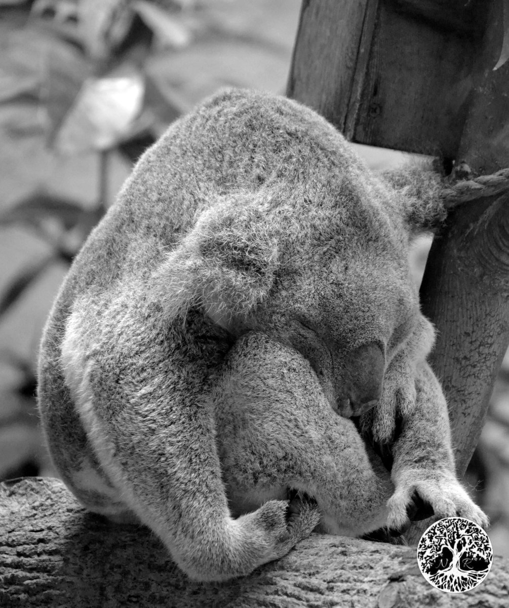 JerryNatReflect's tweet photo. Enough sleeping, I got plans to make!!!
#NaturePhotography #WildlifeWednesday #nikonphotography #outdoors https://t.co/HjouM6J7cI