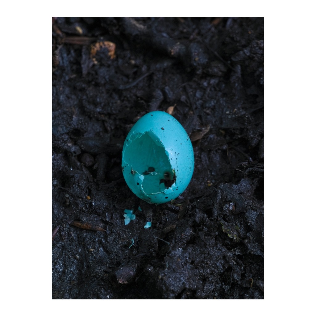 Went for one of my currently rare walks in the woods today before the thunderstorm hit. Found this on a path through the trees and hope it means there's one more (I think) dunnock about to be flitting around in the canopy.
______

#today #todayis #diary … instagr.am/p/CsEqce8u0sZ/