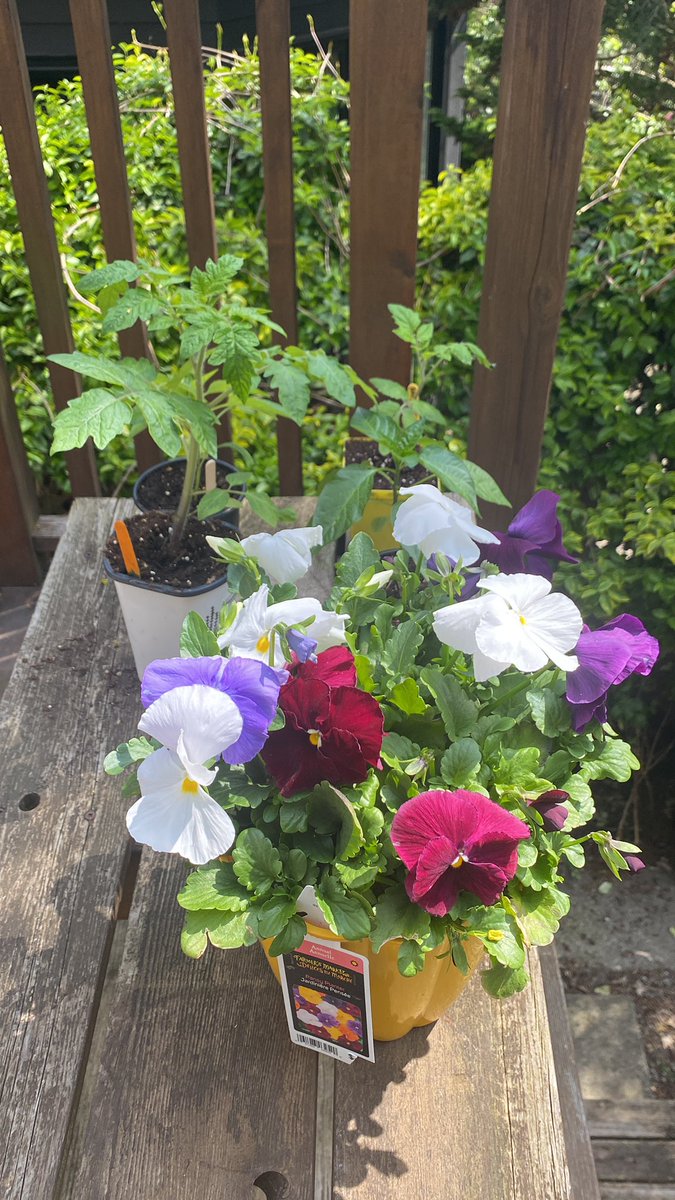 I had a short story accepted today by one of my favourite journals, tomorrow is my birthday, and I have a pickle ball game tomorrow night. Yesterday my friend Jen came by with these beautiful plants and a gigantic jar of Nutella, my drug of choice. What’s next?? A pony??
