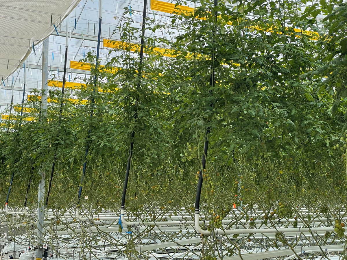 _investwe's tweet photo. Today, we are here with @Aburg_TownHall and #JacksOrganics for #EconDevWeek23! We are thrilled to provide the necessary support and resources to the business community. Take action and contact your local economic development team today!
Learn more: https://t.co/v02iaVhUM9 https://t.co/9AJ8yfQ3OM