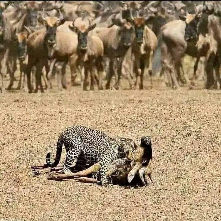 ये जो खड़े खड़े अपने ही भाई को मरते देख रहे हैं यदि यह चाहते तो एक साथ मिलकर तेंदुआ की धज्जियां उड़ा सकते हैं ..
लेकिन इनको पता ही नहीं नंबर तो इनका भी आएगा ये तो जानवर है हम इंसान लेकिन  यही हाल आज हमारे समाज का हैं।।
हिंदूओ बहुत थक गये हो, सोकर आराम करते रहो।। 
जै जै श्रीराम 🚩