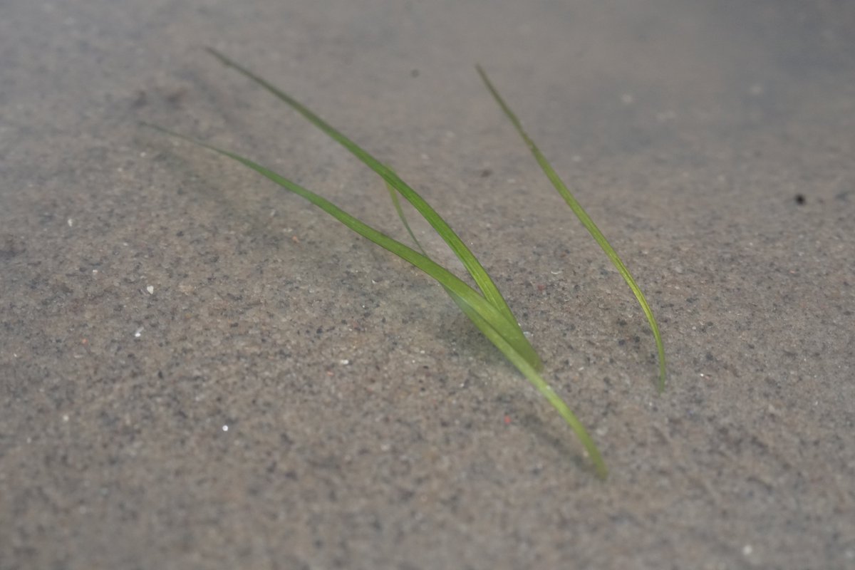 This is a special week! We have found the first seedlings in the Firth of Forth 🥳 and this week last year I joined @ProjectSeagrass 🥳
#Restorationforth