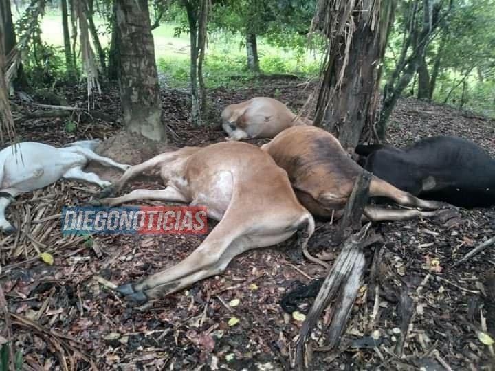 diegonoticias's tweet image. 😳Un rayo mató a 13 reses y dos caballos⚡⚡⚡⚡⚡ 

Según lo que informó el propietario de la finca &apos;Campo Alegre&apos;, los animales en medio de las lluvias y las tormentas eléctricas⛈un rayo fue el causante de estas muertes💥en la vereda &apos;Agua Linda&apos; en #Pore #Casanare