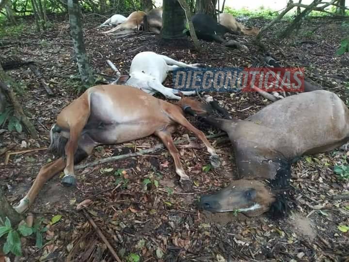 diegonoticias's tweet image. 😳Un rayo mató a 13 reses y dos caballos⚡⚡⚡⚡⚡ 

Según lo que informó el propietario de la finca &apos;Campo Alegre&apos;, los animales en medio de las lluvias y las tormentas eléctricas⛈un rayo fue el causante de estas muertes💥en la vereda &apos;Agua Linda&apos; en #Pore #Casanare