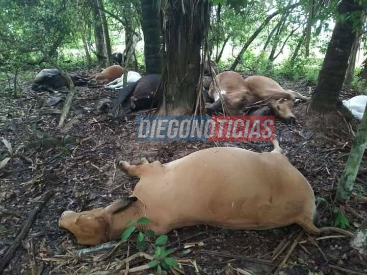 diegonoticias's tweet image. 😳Un rayo mató a 13 reses y dos caballos⚡⚡⚡⚡⚡ 

Según lo que informó el propietario de la finca &apos;Campo Alegre&apos;, los animales en medio de las lluvias y las tormentas eléctricas⛈un rayo fue el causante de estas muertes💥en la vereda &apos;Agua Linda&apos; en #Pore #Casanare