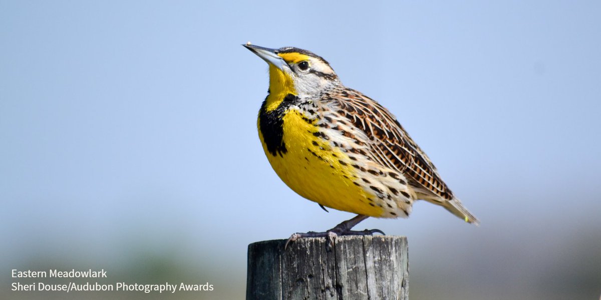 Thank you <a href="/SenatorHeinrich/">Martin Heinrich</a>, <a href="/SenThomTillis/">Senator Thom Tillis</a>, <a href="/SenStabenow/">Sen. Debbie Stabenow</a>, <a href="/SenatorCollins/">Sen. Susan Collins</a>, <a href="/SenatorCarper/">Senator Tom Carper</a>, <a href="/LindseyGrahamSC/">Lindsey Graham</a>, <a href="/SenJackyRosen/">Senator Jacky Rosen</a>, <a href="/JerryMoran/">Senator Jerry Moran</a>, <a href="/SenatorTester/">Archive: Senator Jon Tester</a>, <a href="/JohnBoozman/">Senator John Boozman</a>, @SenatorSinema, &amp; <a href="/SenTedBuddNC/">Senator Ted Budd</a> for supporting the Recovering America's Wildlife Act! subscriber.politicopro.com/article/eenews…