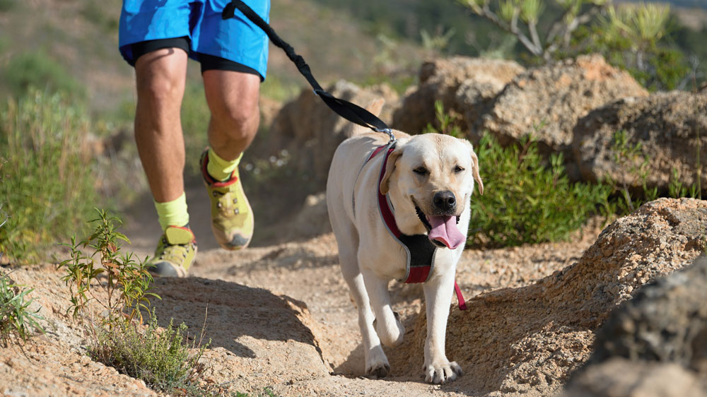 SusanAkogi's tweet photo. Canicross: How To Start Cross-Country Running With Your Dog. #fitnessaddic #training https://t.co/1cI4363adE https://t.co/AVxjmZQv5K