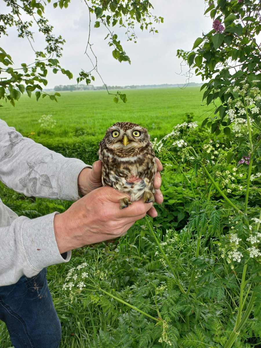 Schitterend! Dit steenuiltje broedt op het moment vijf eieren uit in de nestkast die mijn pa met zijn laatste krachten afgelopen jaar nog heeft gemaakt. Helaas kort daarna overleden. Geluksmomentje ❤️ #natuur #steenuil #denham