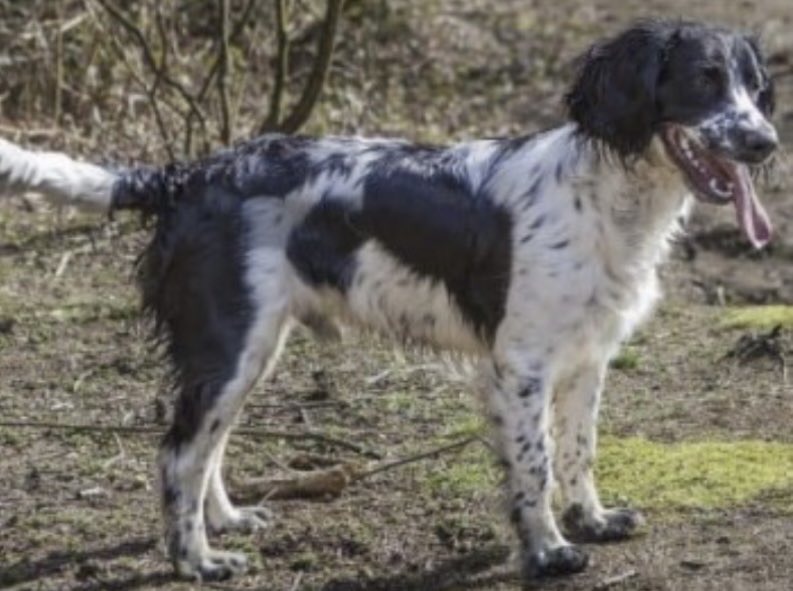 rosieDoc2's tweet image. #SpanielHour 

DIGBY went missing 15/4/23 
#Banham #NORFOLK 

12yrs old Blk&amp;amp;wh #ESS 
CHIPPED&amp;amp;NEUTERED 
#ScanMe 
HE HAS A CHIPPED LEFT FRONT CANINE TOOTH 

HIS FAMILY ARE 💔 

doglost.co.uk/dog-blog.php?d…

@banhamzoo @BanhamPrimary @NorfolkPolice @NorfolkNewsLife 
PLS RT LOCALS TY 😞