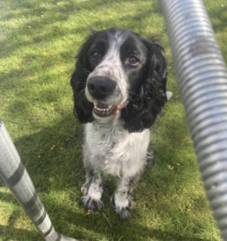 rosieDoc2's tweet image. #SpanielHour 

DIGBY went missing 15/4/23 
#Banham #NORFOLK 

12yrs old Blk&amp;amp;wh #ESS 
CHIPPED&amp;amp;NEUTERED 
#ScanMe 
HE HAS A CHIPPED LEFT FRONT CANINE TOOTH 

HIS FAMILY ARE 💔 

doglost.co.uk/dog-blog.php?d…

@banhamzoo @BanhamPrimary @NorfolkPolice @NorfolkNewsLife 
PLS RT LOCALS TY 😞