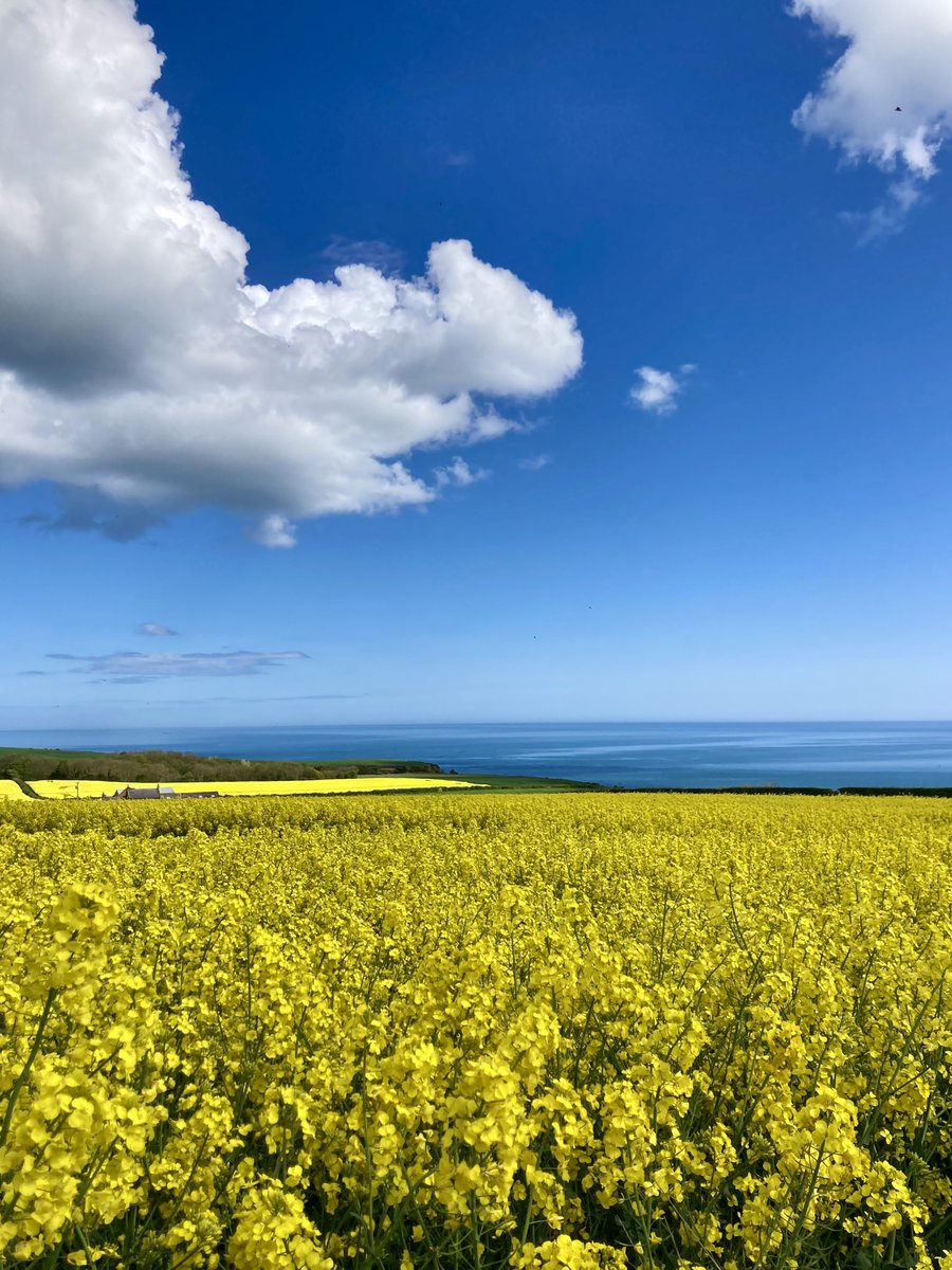 sarahtilley1410's tweet image. What a beautiful afternoon for a wander in the sunshine 💙💛 #fieldsofgold #blacksheep #goathland #goathlandstation #innonthemoor #whitby #northyorkshire #northyorkshirecoast #visityorkshire #visitengland #visitbritain #nymr #steamtrain #northyorkshiremoorsrailway