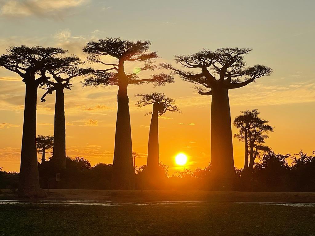 DebordFrederic's tweet photo. Morondava est désormais une ville Wifiber, l'internet très haut débit d'@orange_mg ! C'est dans ce cadre idyllique que j'ai eu le plaisir d'annoncer l'arrivée de la eSIM d'Orange #Madagascar. Une innovation de plus à la disposition de tous ! https://t.co/Z8mTIGVNwE