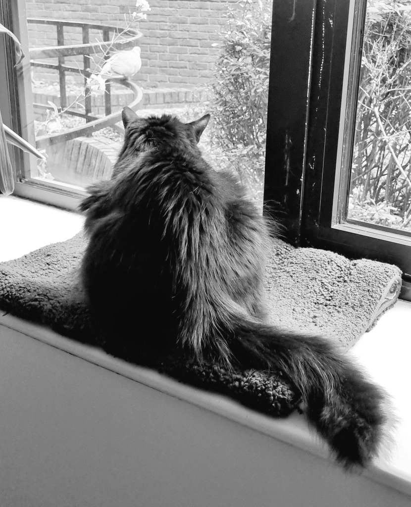 LeonTheProfTT's tweet photo. Pigeon watching... 😼 https://t.co/3npcFv3Xna
