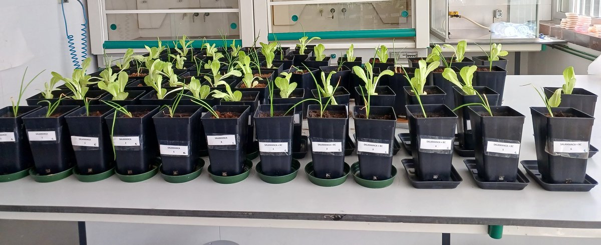 FresnoTeresa's tweet photo. Experimento en marcha!🔝👉 Vamos a estudiar el efecto de dos enmiendas sobre la movilidad de fármacos💦💊 en el sistema suelo-planta con lechuga 🥬 y  cebolla 🧅, además de efectos sobre la microbiología del suelo 🧫🧬
#jovenesdoctores @ComunidadMadrid @UAM_Madrid https://t.co/vqQCQMcrpo
