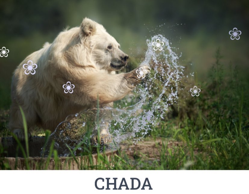 Mt_KiliBenjaro's tweet photo. @Bornakang So I fell into a rabbit hole trying to find some info. She’s a 25 year old Himalayan brown bear named Chada and apparently she’s been through hell and back and I would low key put my life on the line for her 🥺 https://t.co/LdiyFnJ8Fy