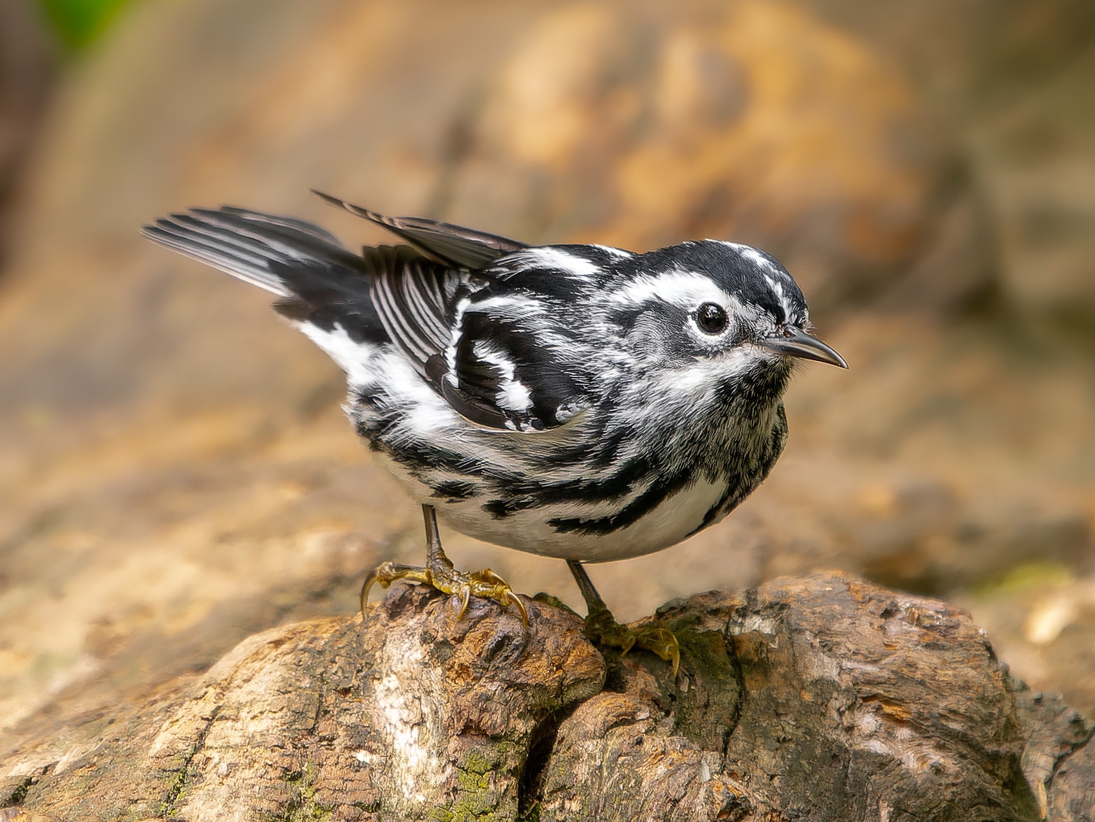 David Lei (davidlei) / Twitter