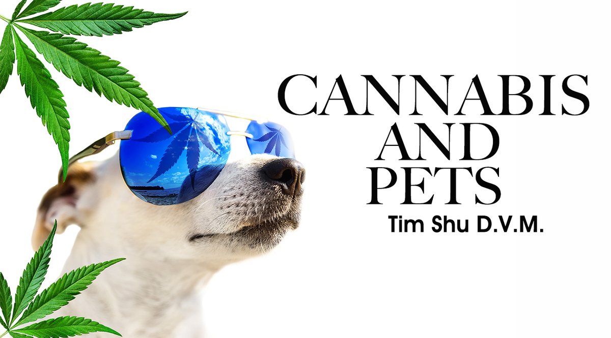 MontelCannabis's tweet photo. Montel and Dr. Shu , Vet CBD. He explains how CBD and cannabis products can be helpful in treating your pets maladies with the right dosing and products and shares the latest research on the topic.
#cbdpets #dogs #CatsLover #pets #CBD #cbdhealth
https://t.co/voMZrfONUi https://t.co/vr1KKcjpgY