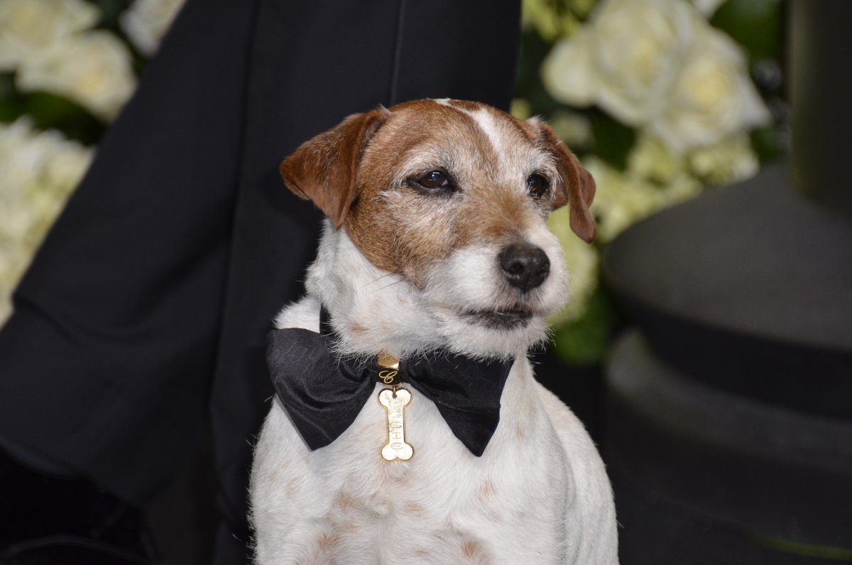 canaltcm's tweet photo. No ganó la Palma de Oro, pero ganó la Palm Dog.
#Uggie 

🎬 THE ARTIST→ 18:40
https://t.co/tjtFnkVRmW https://t.co/573KubBEuv
