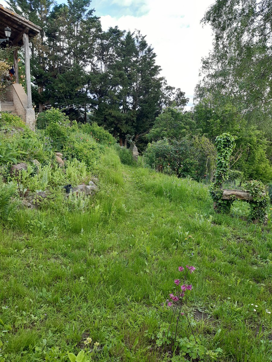 Ah ca c'est sûr, chez moi, pour apprécier les fleurs, faut être sur place. Pratiquement ne aucune ne sort d'une jardinerie. Rien que des  plantes apprivoisées qui se sont naturalisées au fil des ans, ou sauvages qui ont réapparu. 1/4
#lifeisbeautiful
#smallisbeautiful