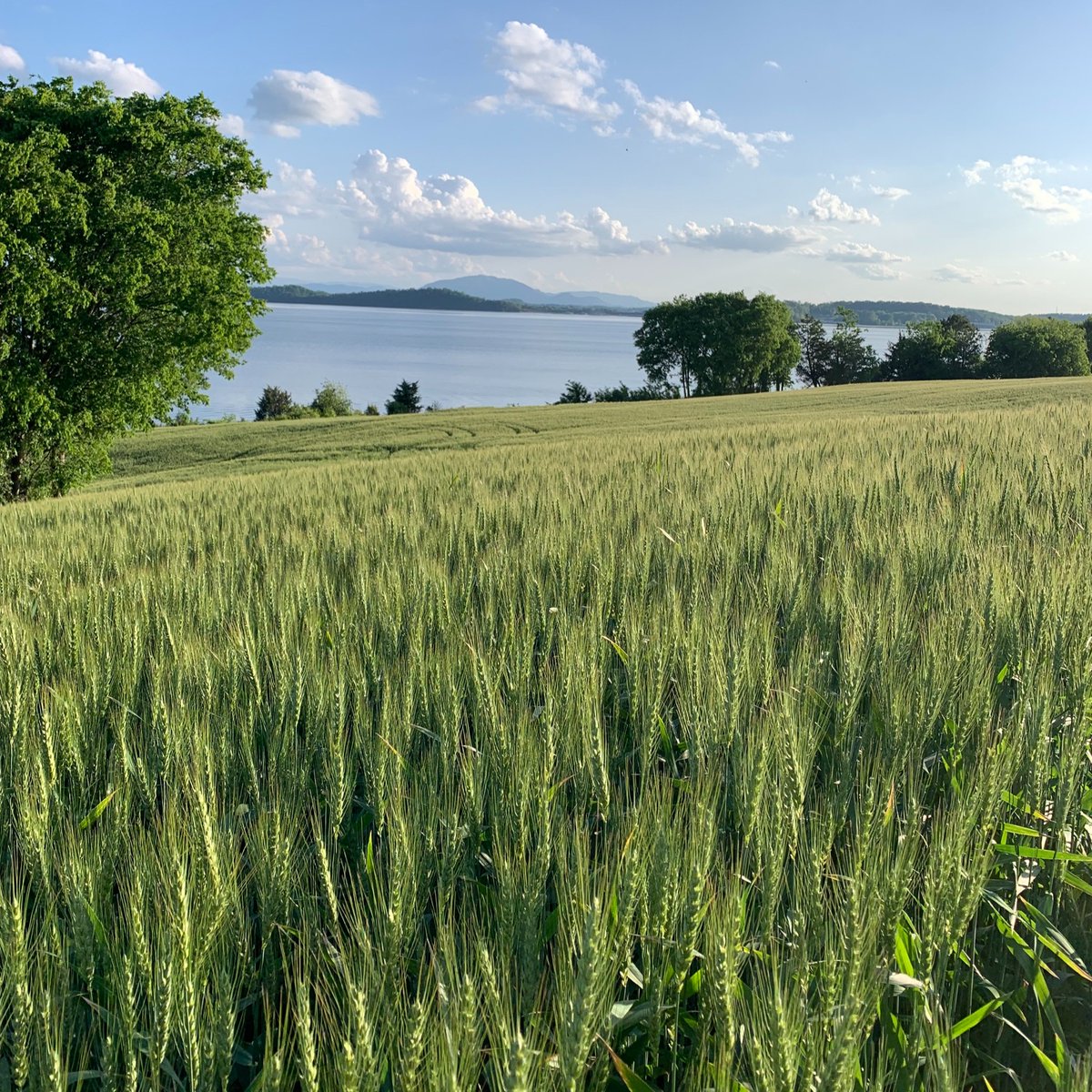 Concept AgriTek tweet media