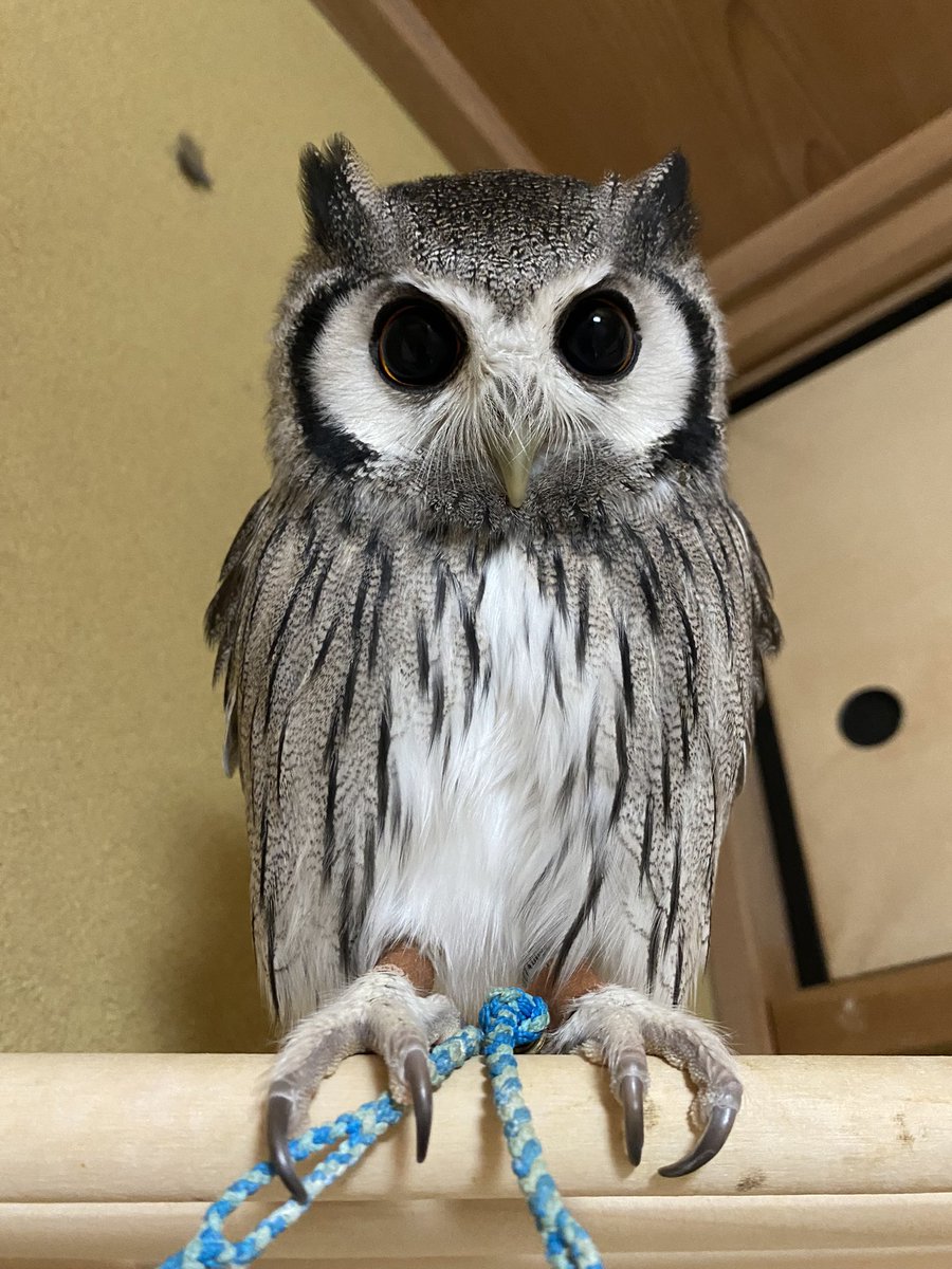 震源地は近かったですが殆ど揺れませんでした。萌葱がパニックになって部屋の中飛び回らなくてよかったです。