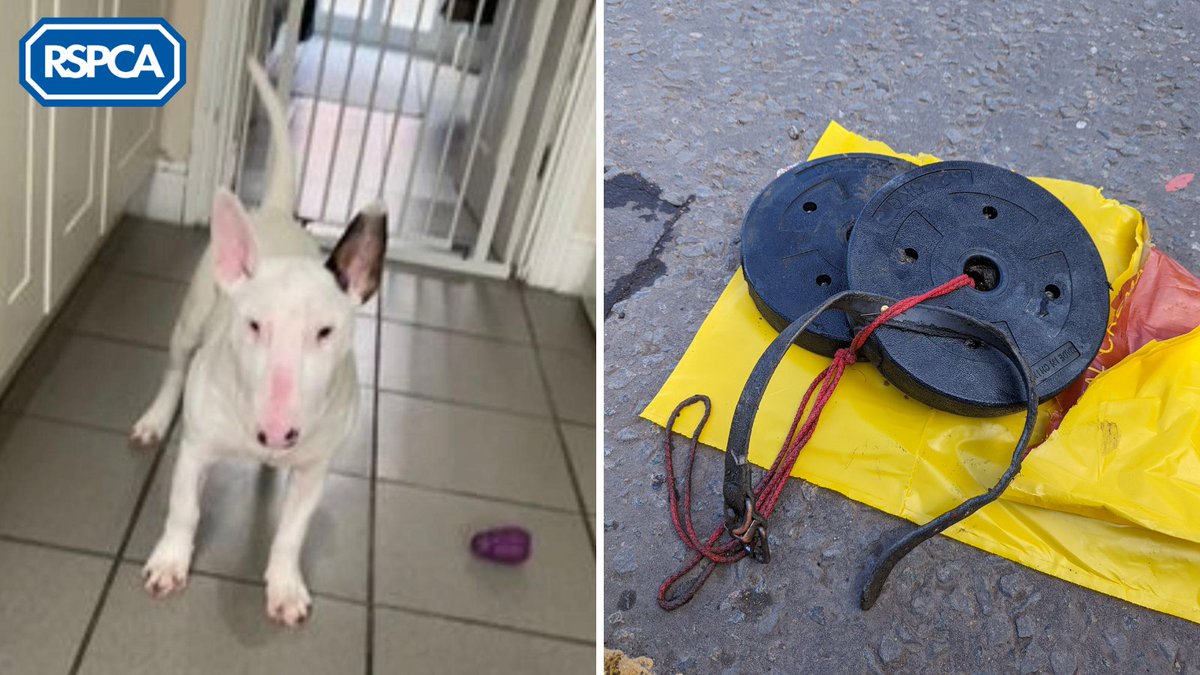 ❓🚨 Do you recognise Sky? This 1-year-old English bull terrier was tragically removed from a canal in #Greenford, West London, with two barbell weights tied around her neck😔 ☎️ Can you help? If you have any first-hand information please call our appeals line on 0300 123 8018.