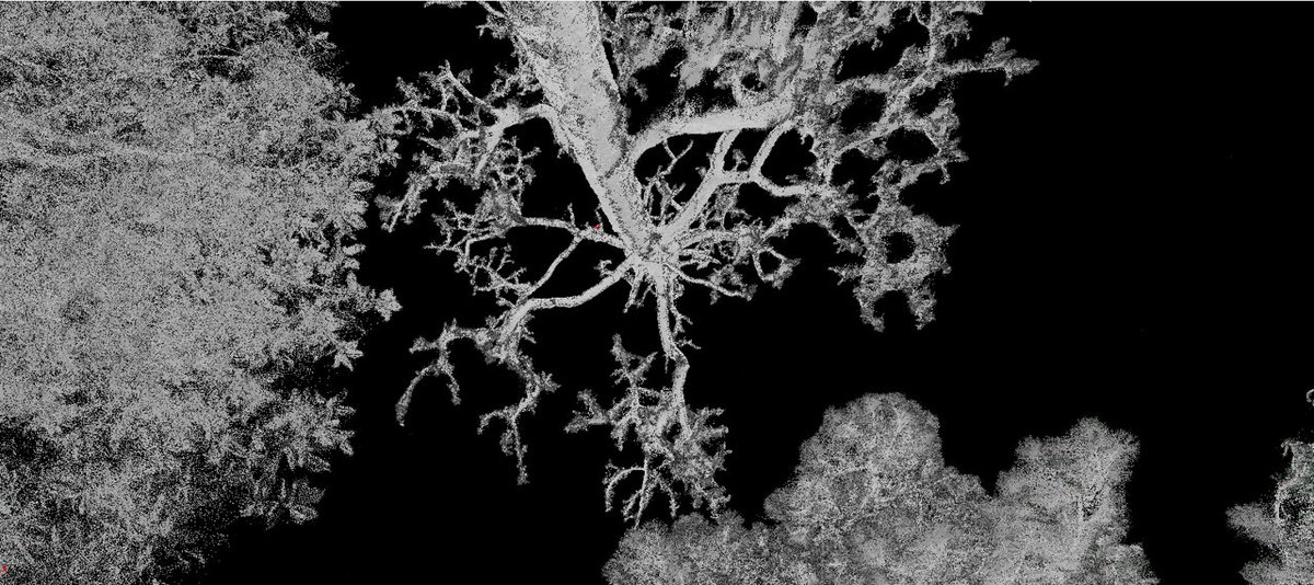 Dr. Carlos Alberto Silva 🌲🌍🛰 tweet media