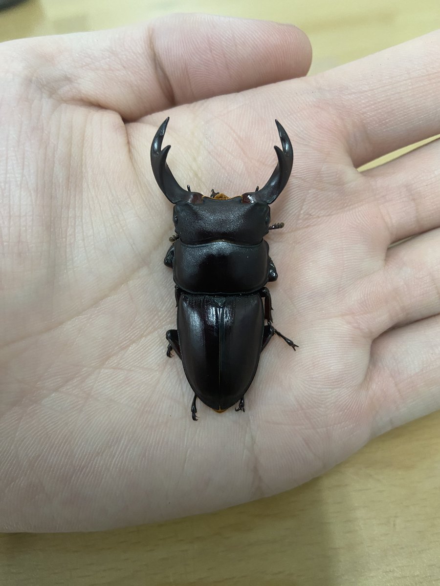 南京野中大   50mm