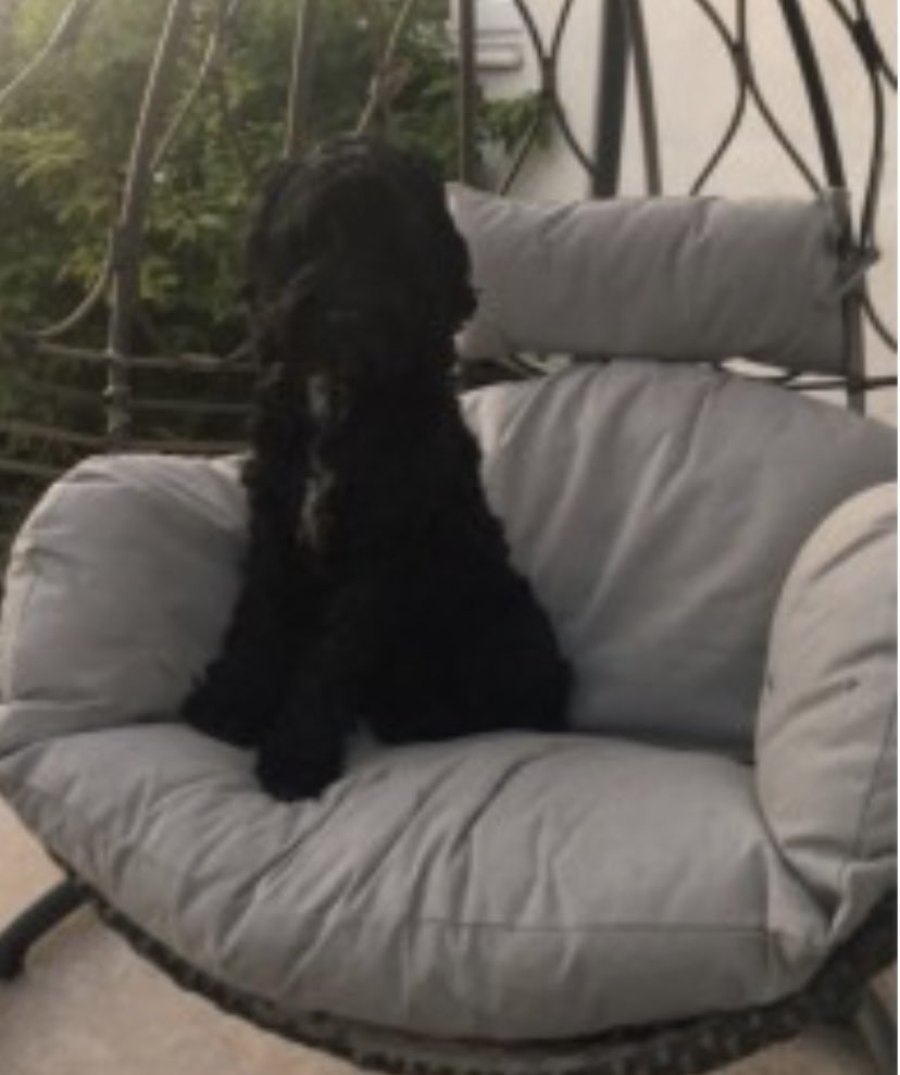 rosieDoc2's tweet photo. #SpanielHour
WHERE ARE YOU GORGEOUS BRAMBLE?
Female/adult #Cockapoo blk / white bib
DISAPPEARED FROM FAMILYS SMALL HOLDING IN #Hartpury AREA #GL19 4/4/23
OWNER THINKS SHE WAS TAKEN ๐
https://t.co/cvnE8wBBpi
@AmandaB20783522 @JacquiSaid @EmmaSearchForD1 @BlueFrenchie1 https://t.co/eFe8hFS0CT