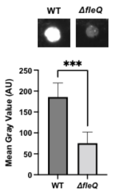 George O'Toole (he/him/his) tweet media