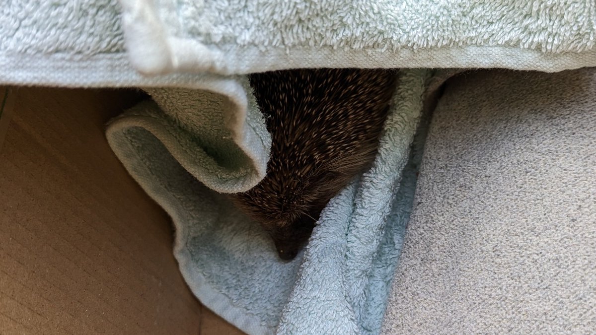 Thank you to the amazing <a href="/Poppyshedgehogs/">Poppy's Crêche Hedgehog Rescue & Rehabiltation</a> for taking in little "Martina" today - so lucky to have a hedgehog rescue nearby. 

And thank you to all the education that <a href="/HedgehogCabin/">Hedgehog Cabin</a> provides - meant I knew that she was potentially in trouble &amp; I understood what I needed to do 🦔🚑