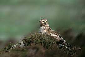Brilliant piece on @Channel4News, covering the awful ongoing illegal killing of hen harriers. @JFDIecologist was clear as ever and I thought @alextomo’s summing up was right on the money. No option but regulation to drive the change we need to see. Time for licensing.