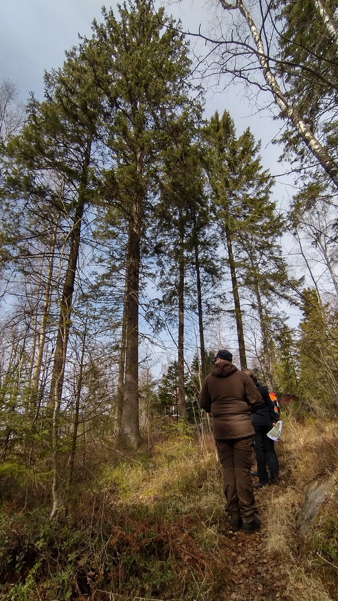 VilleYrjana's tweet photo. Liito-orava talousmetsässä koulutukset ovat käynnistyneet. Kokkolan hankekohteella jokainen osallistuja pääsi tekemään havaintoja. #liito-orava-LIFE https://t.co/5mjqeCYKol