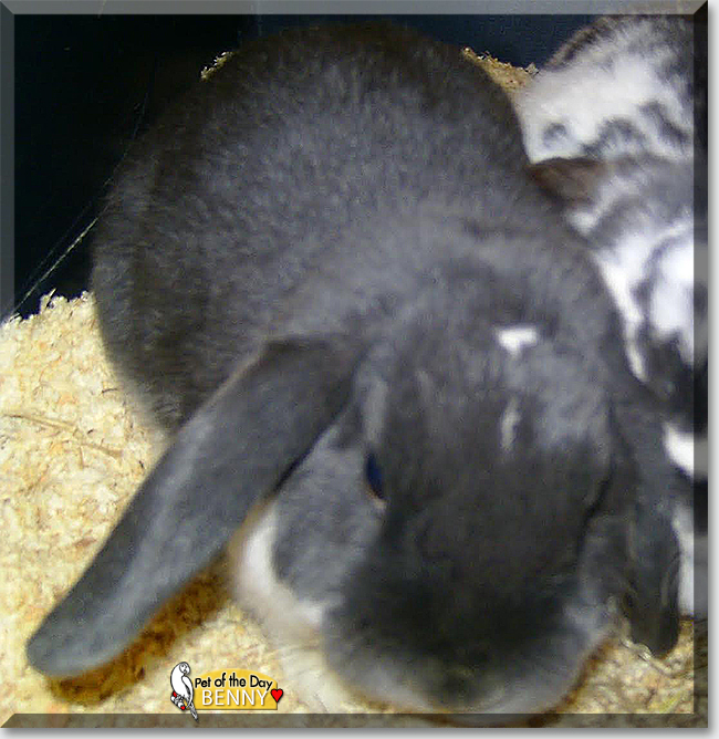 Celebrate #whiskerswednesday with #beloved Benny, a #Lop #Rabbit #love - read his story at petoftheday.com/archive/2023/M… #petoftheday #pets #petsofinstagram #pet #PetsOfTwitter #bunny